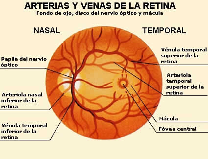 retina50